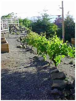 before construction of the grape arbor a row of vines that had been 